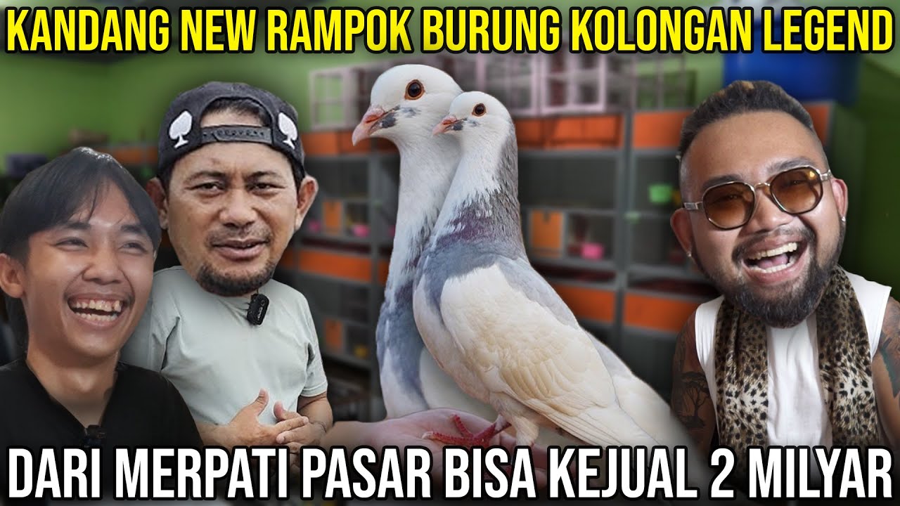 KANDANG NEW RAMPOK BURUNG KOLONGAN LEGENDARIES DARI MERPATI PASAR BISA KEJUAL 2 MILYAR | NEW RAMPOK