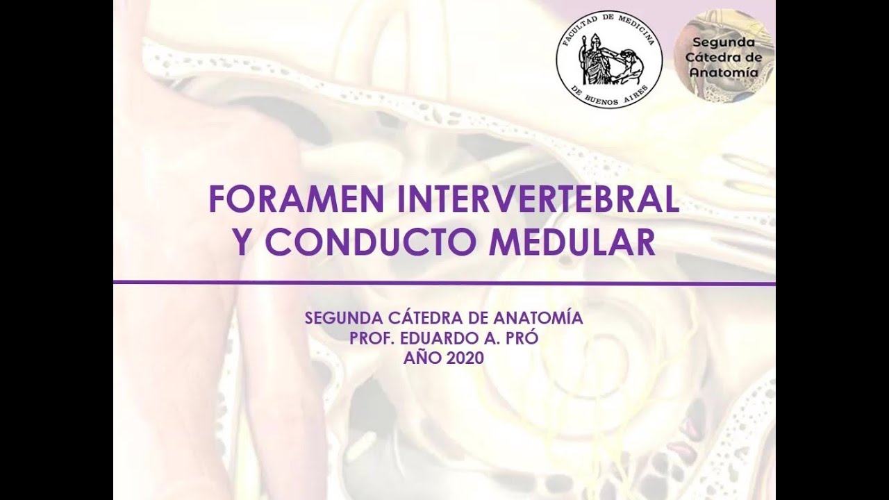 L1.2 | Foramen intervertebral y conducto vertebral | Anatomía 2 | FMed UBA