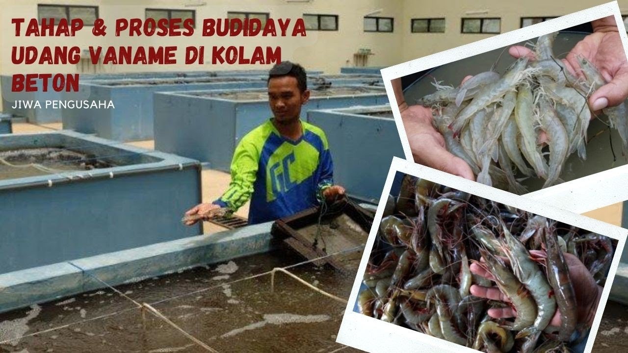 Tips & Cara Sukses Budidaya Udang Vaname diKolam Beton agar Untung Maksimal.#jiwapengusaha