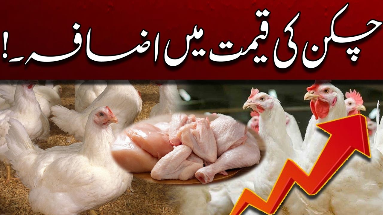 Big Increase In Chicken Price | Breaking News | Today Rate List | City41