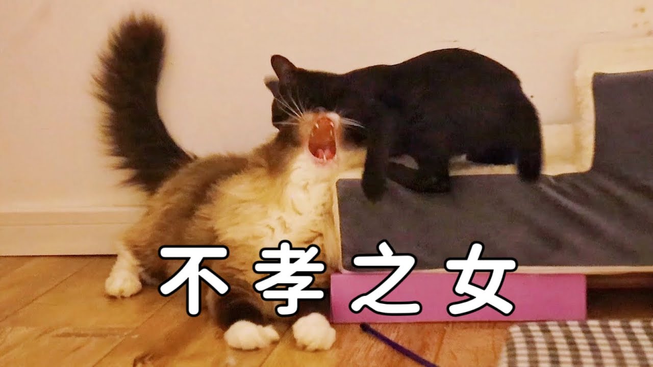 小貓的手有多欠？我瘋起來連爸爸都敢打｜李喜猫