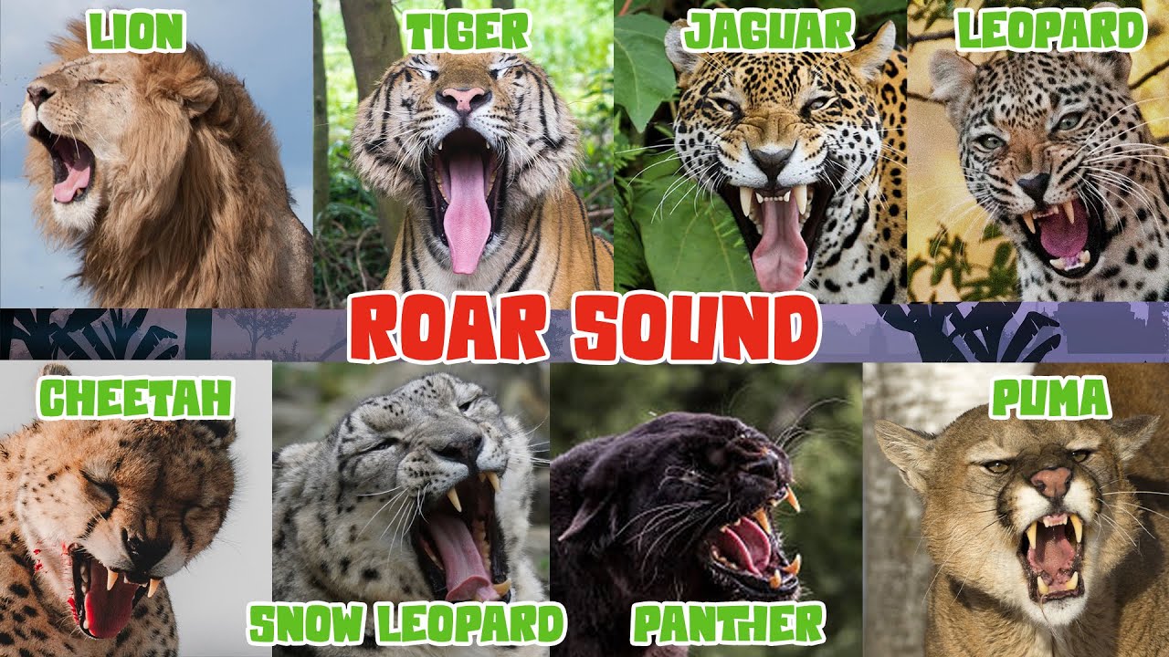 Big Cat Roar Sounds