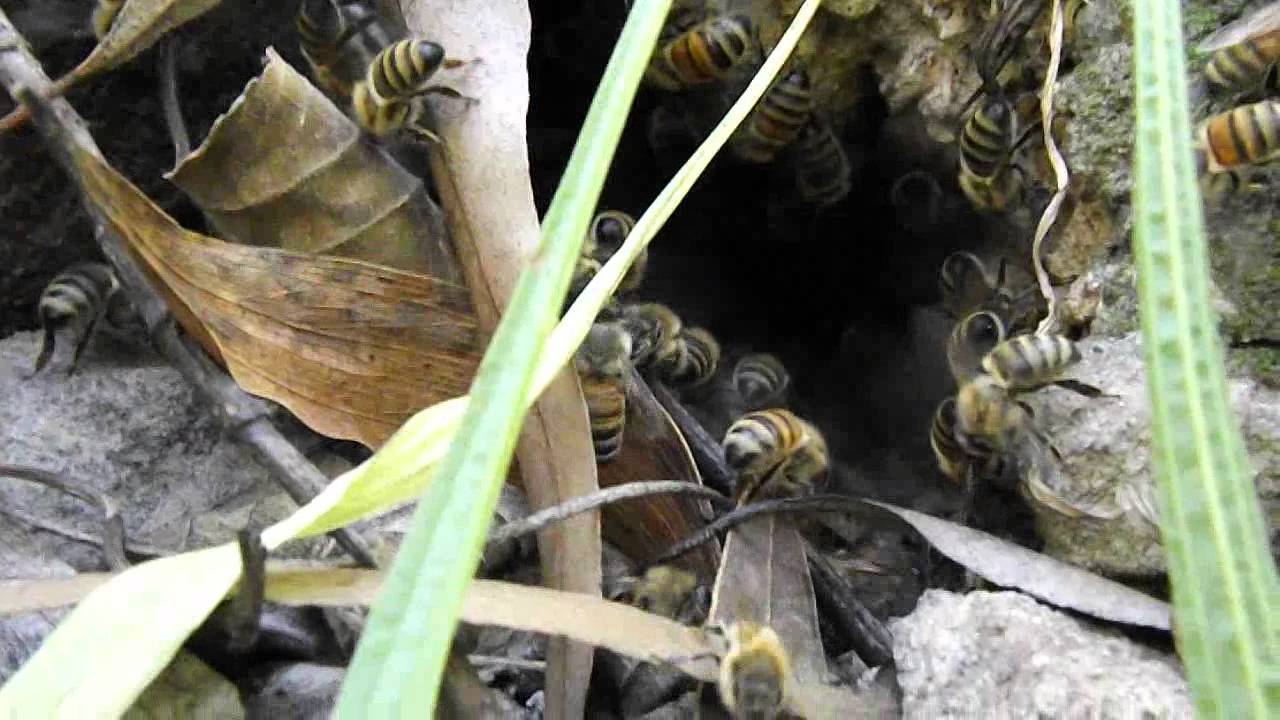 Underground Wild Beehive 2 (short close-up)