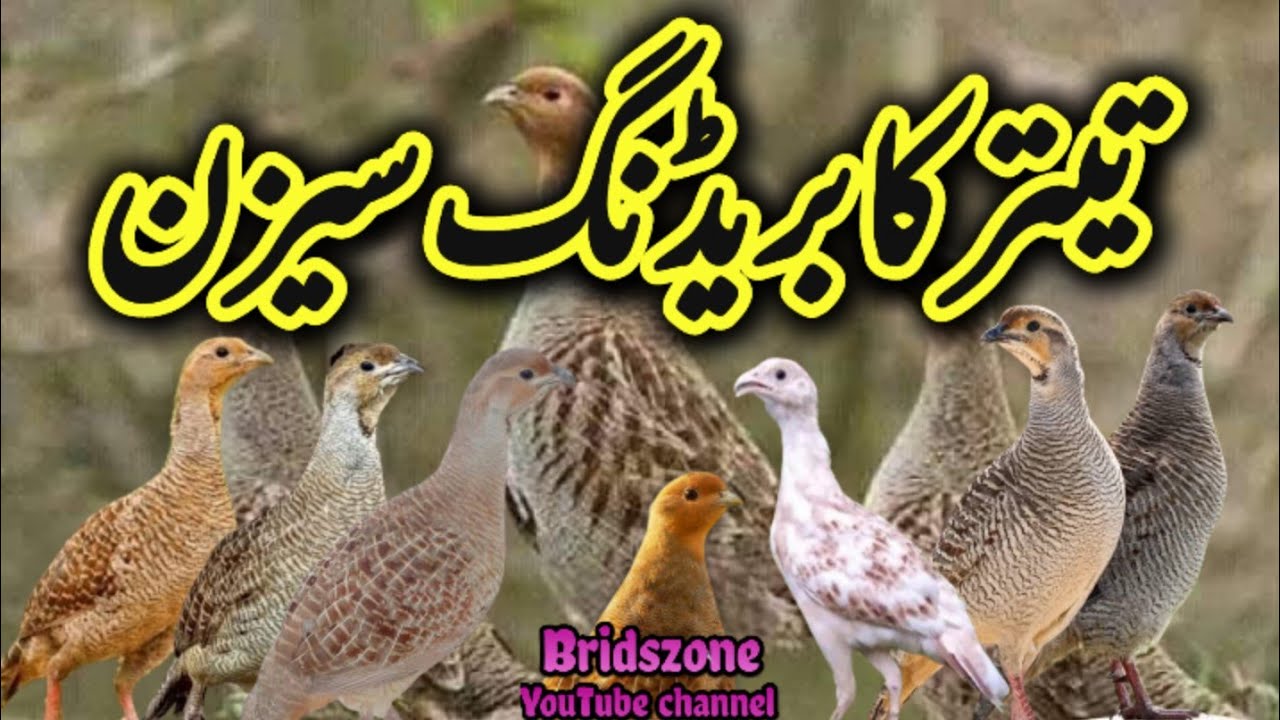 teetar ka breeding  season