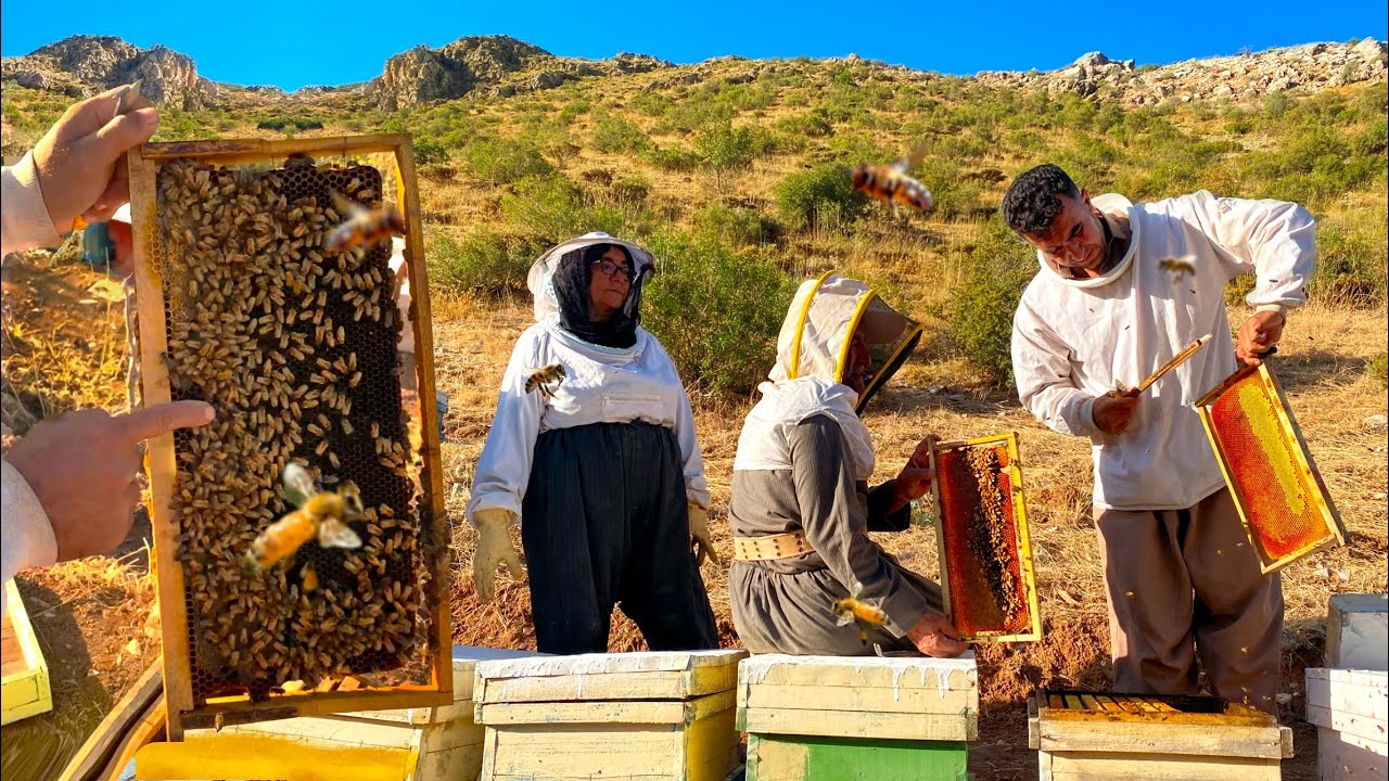 Harvesting natural mountain honey in Kurdish nomads of Iran🐝