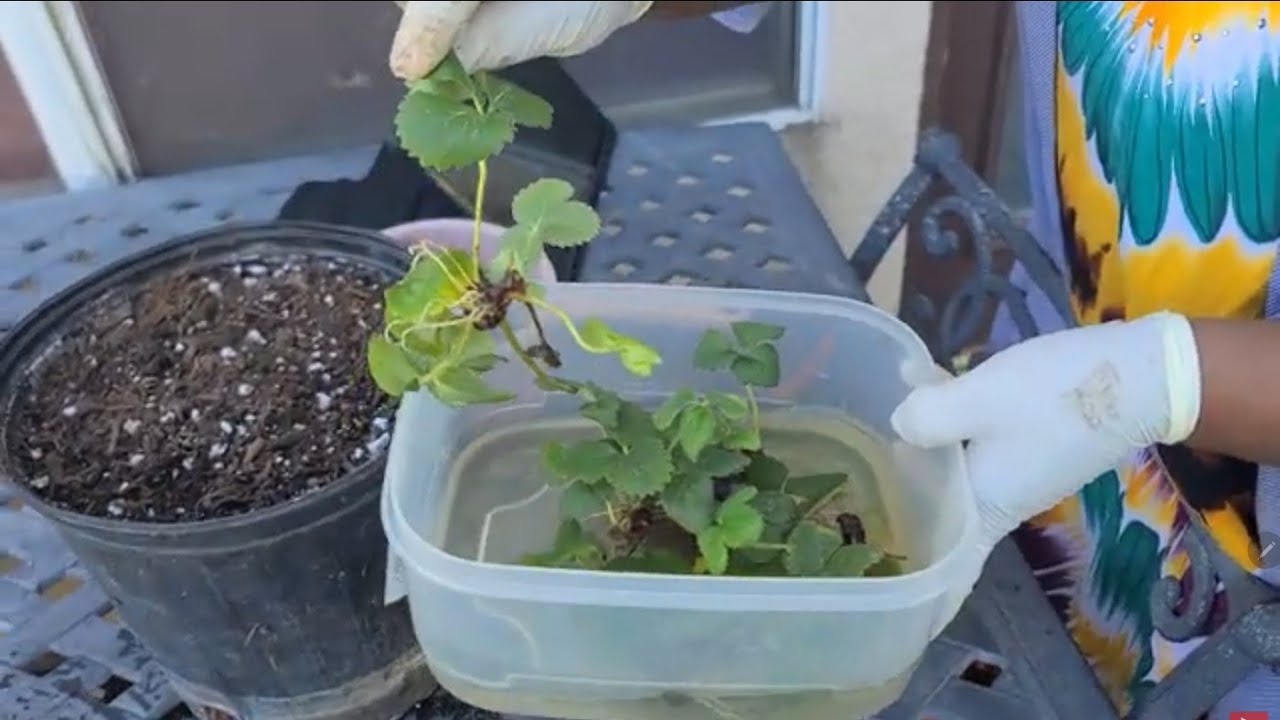 Update: Root Strawberry Runners In Water To Make More Strawberry Plants