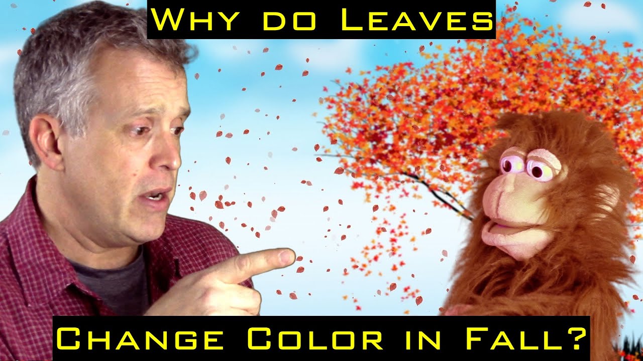 WHY DO LEAVES CHANGE COLOR IN FALL? | School science vocabulary, primary, kindergarten, preschool