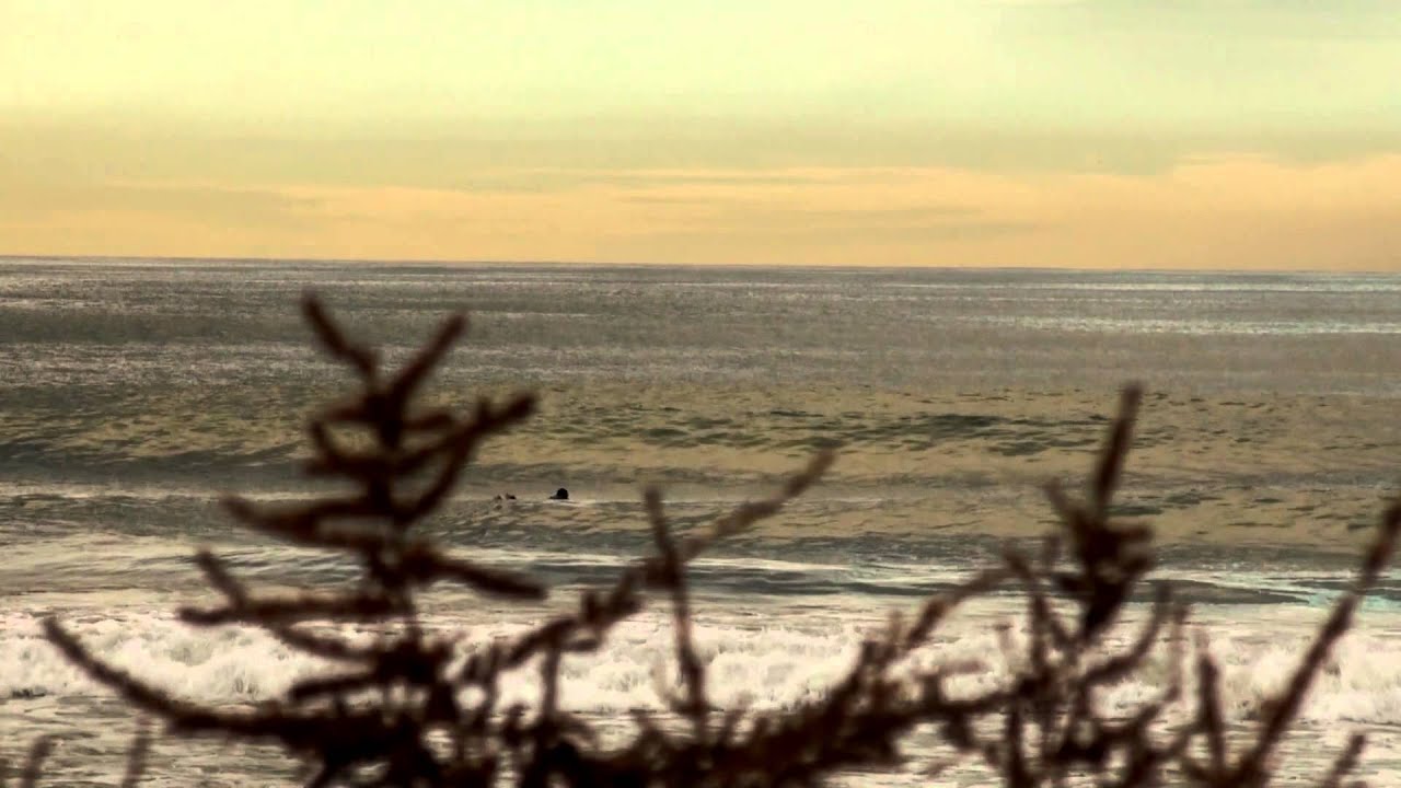 SurfValencia... Acelga point