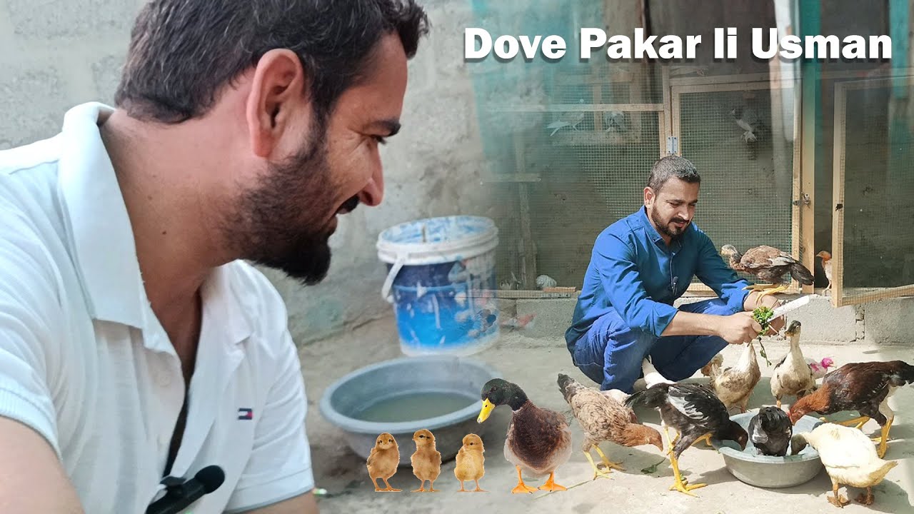 Dove  Pakar li Usman Ne.🕊️ #cats  #pigeon
