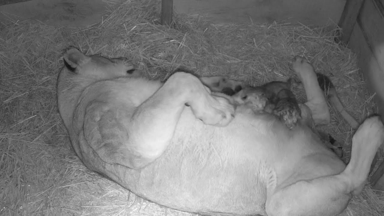Lioness gives birth to three cubs in the Netherlands