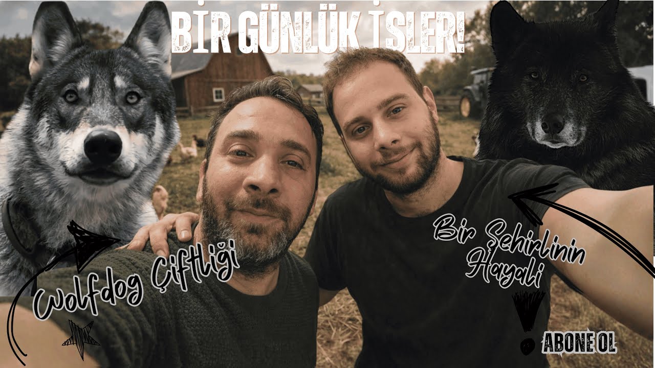Wolfdog Çiftliği'nde Gündelik Hayat!!