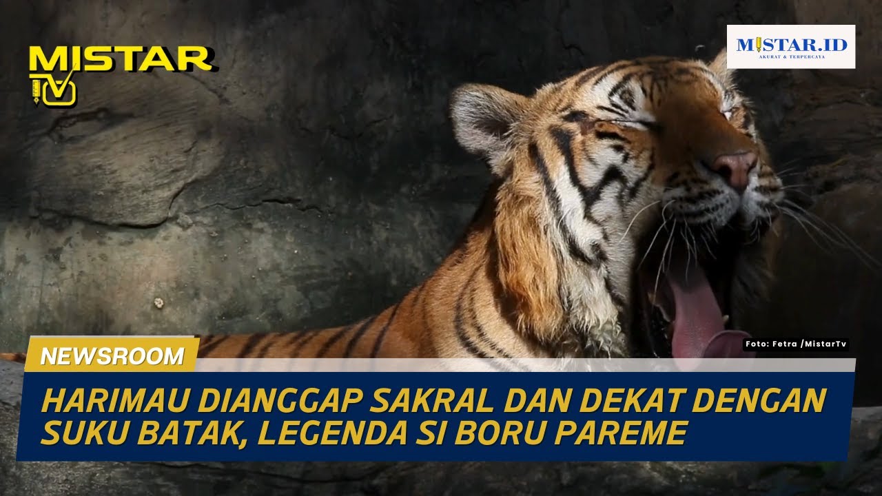 Harimau Dianggap Sakral dan Dekat dengan Suku Batak, Legenda Si Boru Pareme