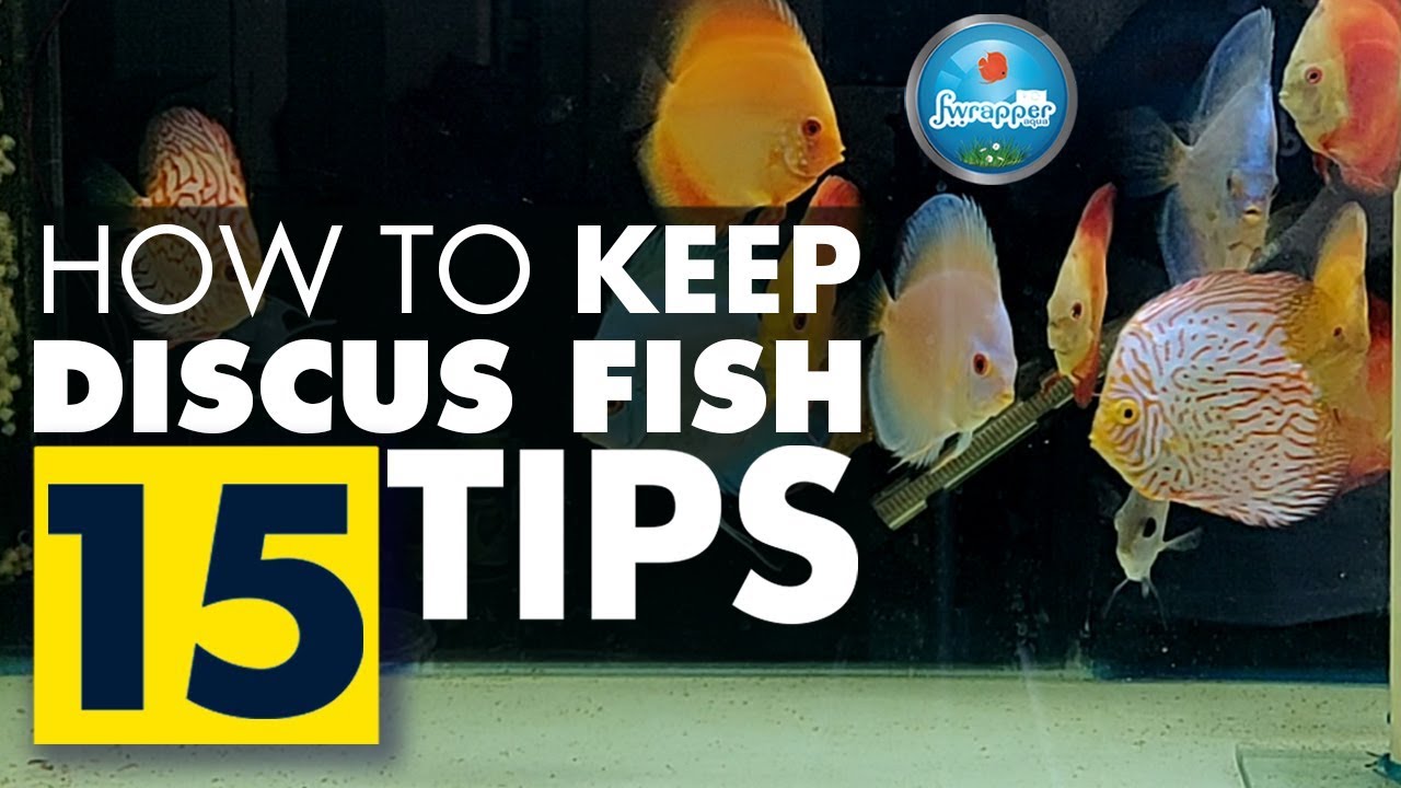 How To Keep Discus Fish || Complete Guide for Beginners || 15 Tips on Discus Fish Keeping