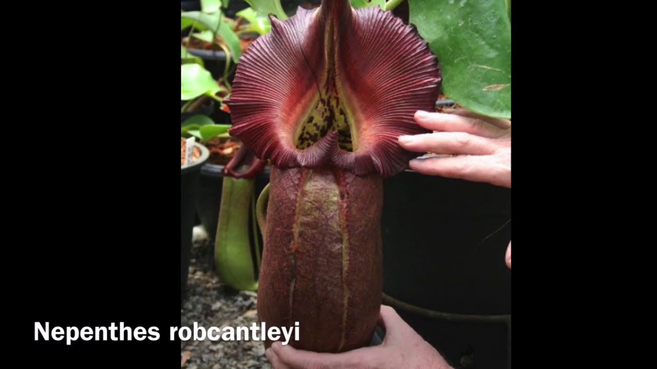 Legend of the giant meat eating plant- nepenthes robcantleyi, species showcase ep 1