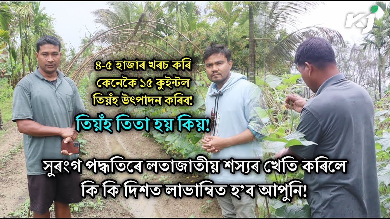 সুৰংগ পদ্ধতিৰে তিয়ঁহৰ খেতি কৰিছে কৃষক ধনীৰাম চেতিয়া। Terminal Cucumber farming in Assam। Cucumber