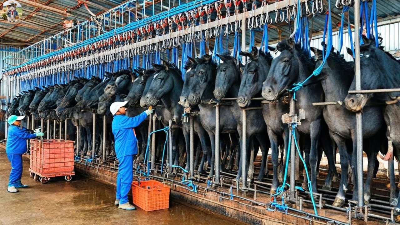 Horses Too Big to Slaughterhouse - How is Giant Horse Meat Processed? - Horse Meat