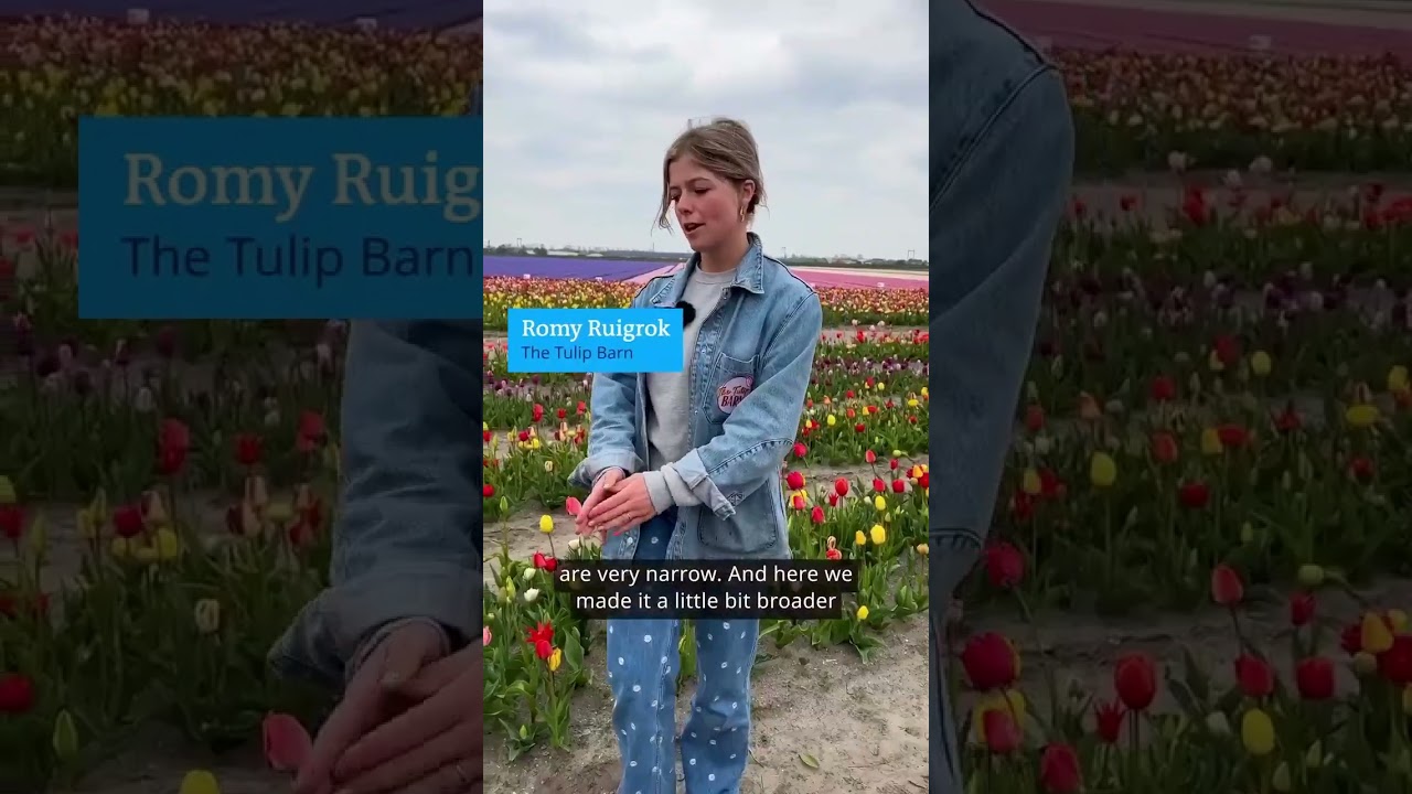 Netherlands &ndash; tulip fans pay attention!