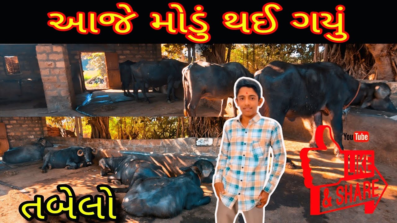પાડી ને દવા પાઈ #trending #sisodiya mahendra vlogs #vlog #funny #comedy #viral #jaimatadi #like 