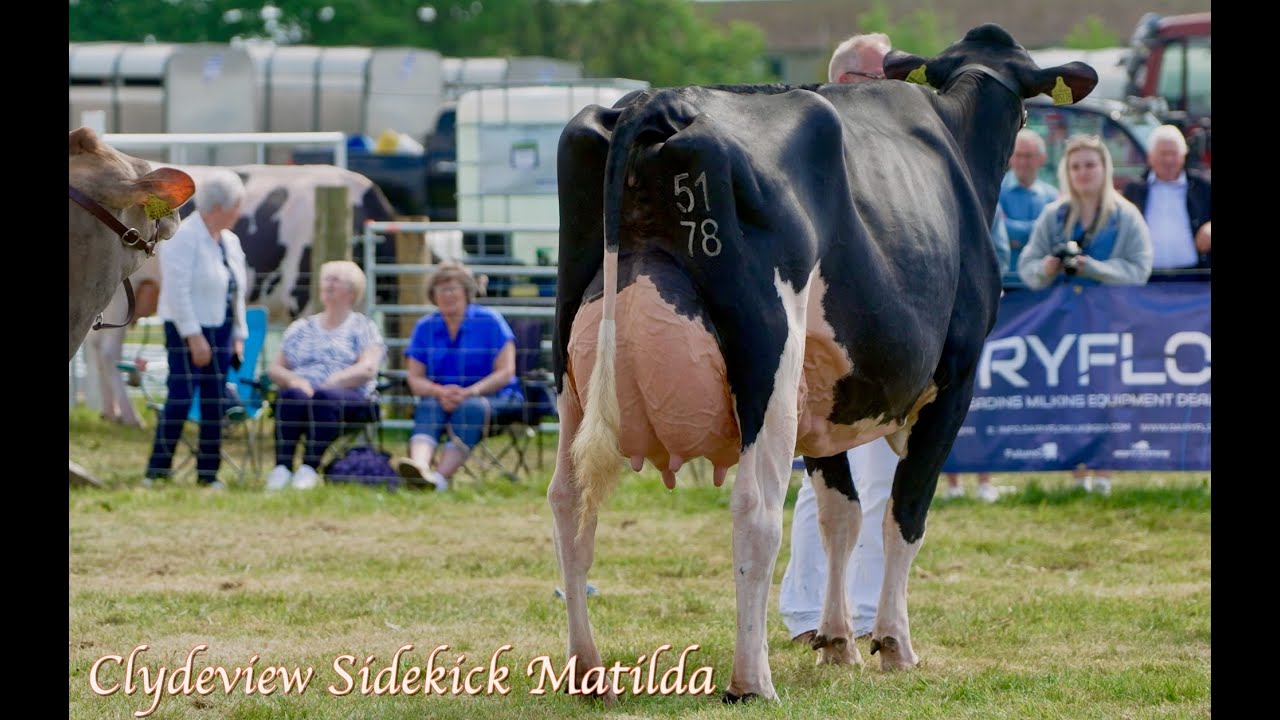 One of the best cows in the World wins Inter-Breed Grand Champion at Ayr-Clydeview Sidekick Matilda.