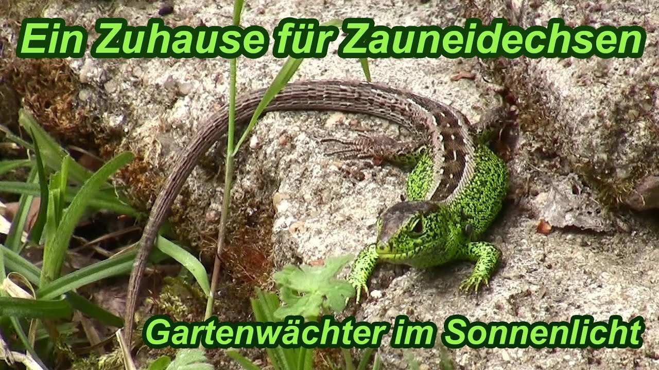 Ein Zuhause für Zauneidechsen | Gartenwächter im Sonnenlicht