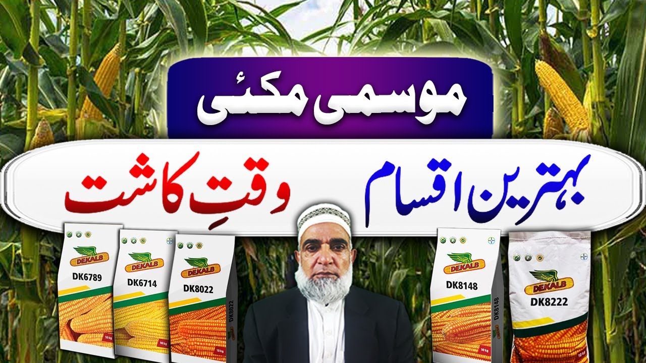 Which are Best varieteis of Autumn Maize and their sowing time || Crop Reformer