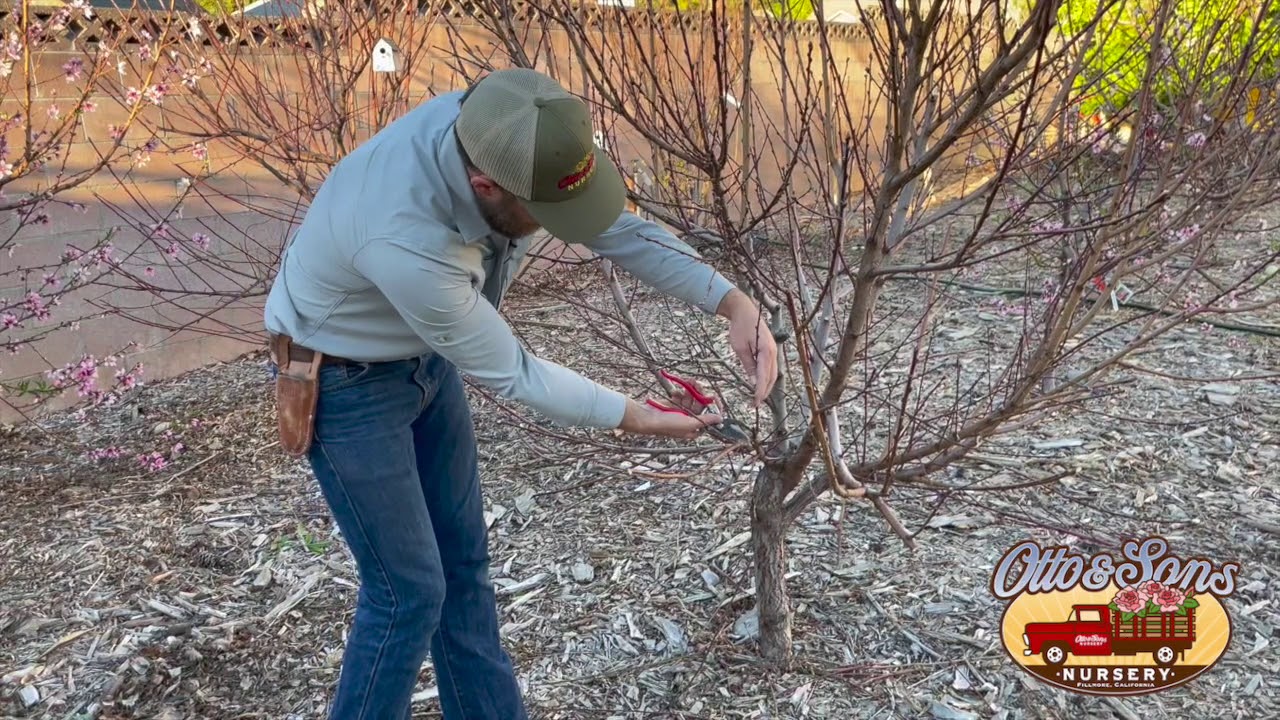 Peach/Nectarine Winter Pruning