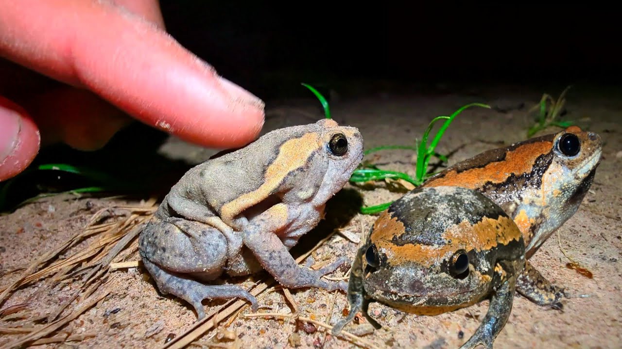 Touch Bullfrog Cute Cute | Frog TV PoP