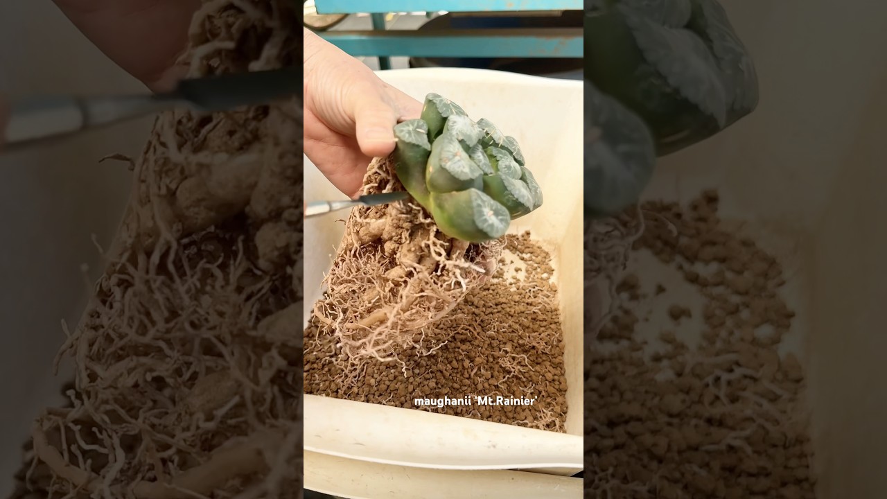 Un-potting Haworthia maughanii &lsquo;Mt.Rainier&rsquo; for shipping. #rennyshaworthia #haworthia