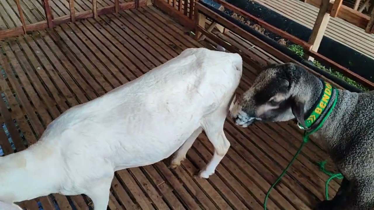 Nungguin domba bercocok tanam 🤣, , 