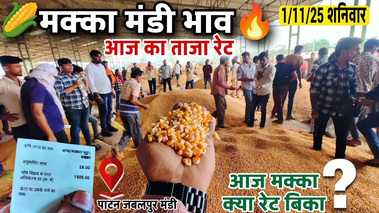 Makka mandi bhav🌽आज मक्का क्या रेट बिका | Patan Jabalpur Mandi Makka ka bhav | Makke k bhav Nov 2025
