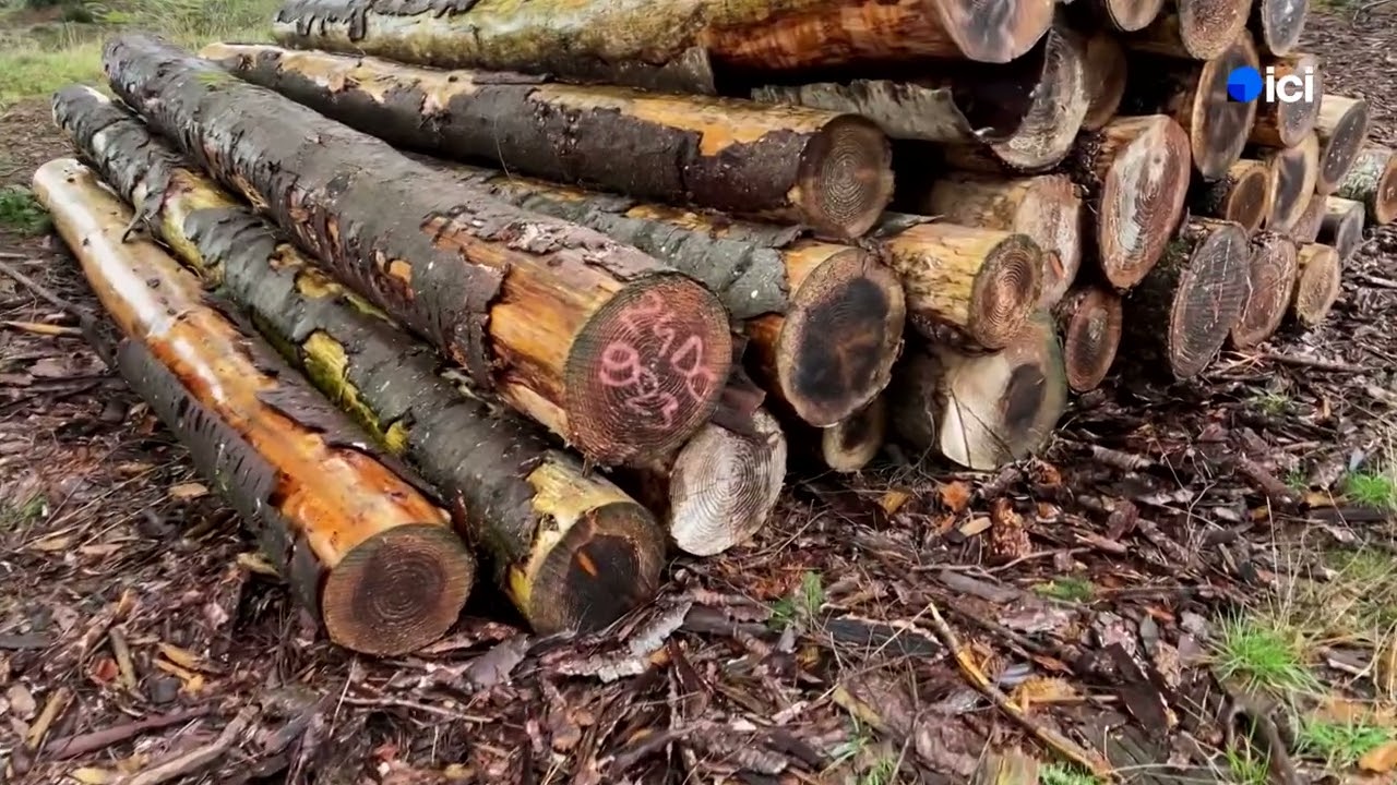 Ca se passe ici dans le Clunisois: La coopérative forestière de Dompierre les Ormes