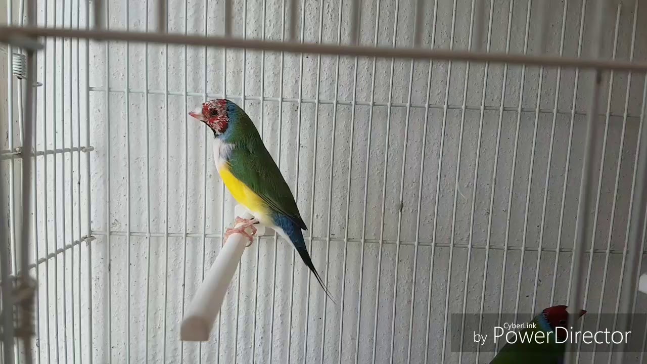 Temporada 2020 diamantes de gould.