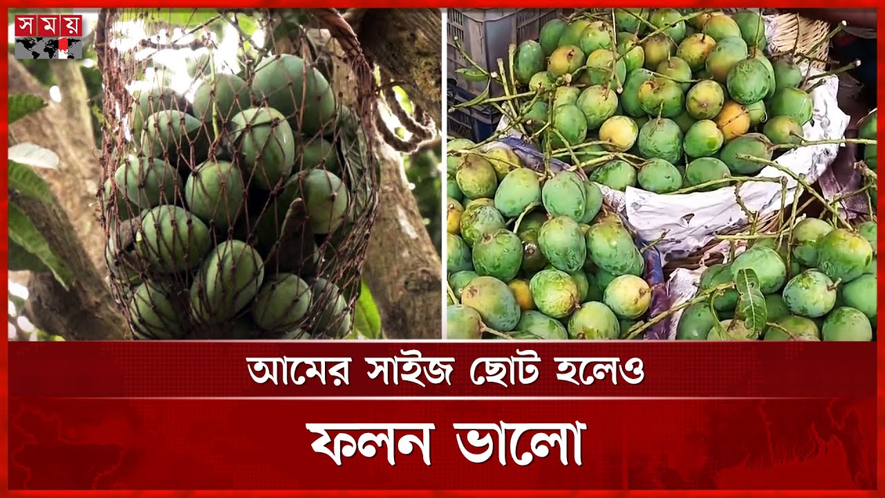 রাজশাহী-সাতক্ষীরায় আম নামানো শুরু | Mangoes | Mango Price | Somoy TV
