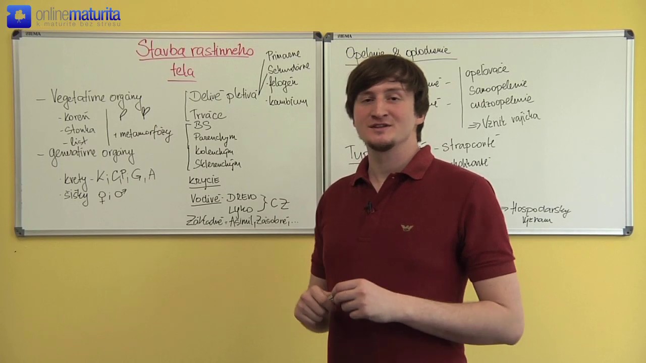 Biológia 6. Stavba rastlinného tela