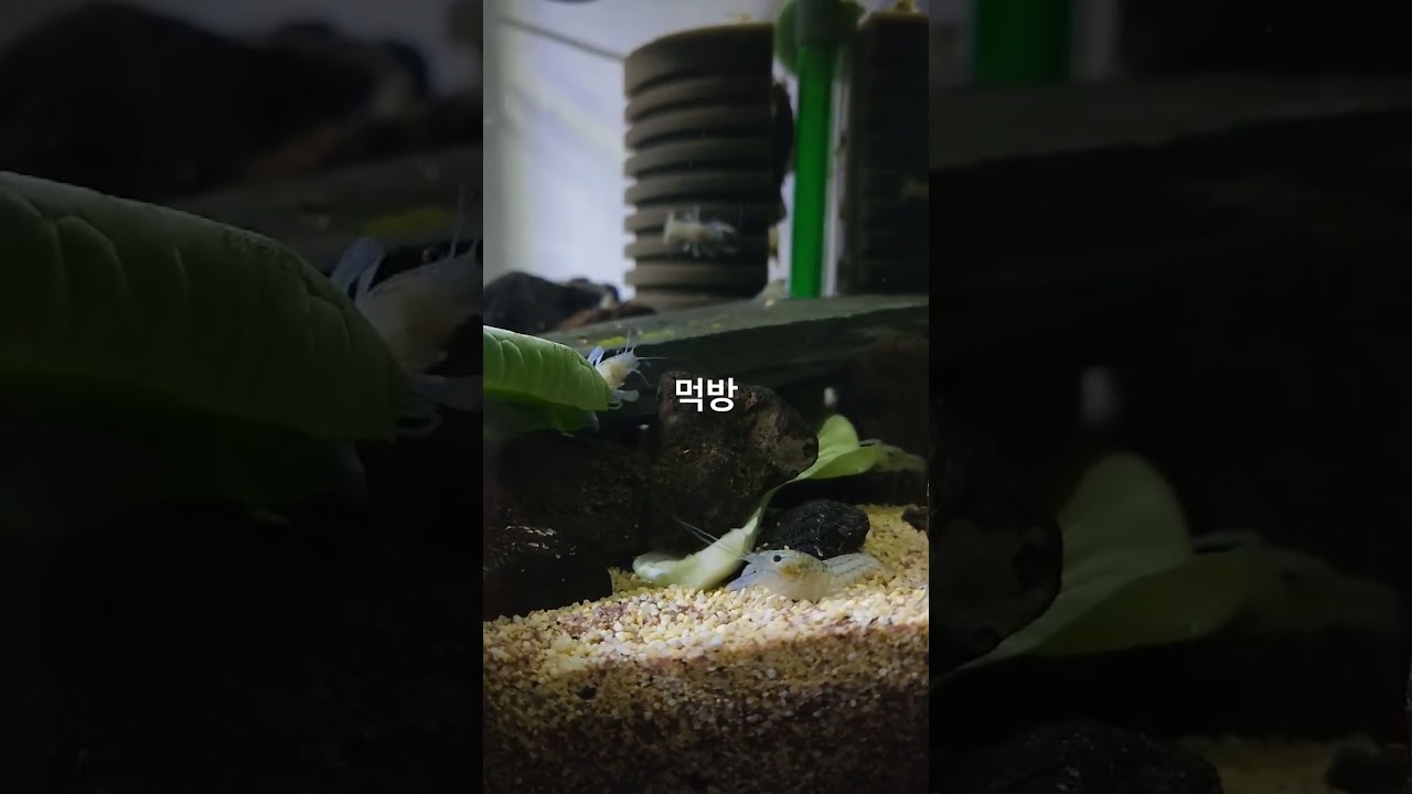 마블가재 청경채 먹방 | 짝짓기 없이 자가번식…완전복제 | 세계 속 미스테리