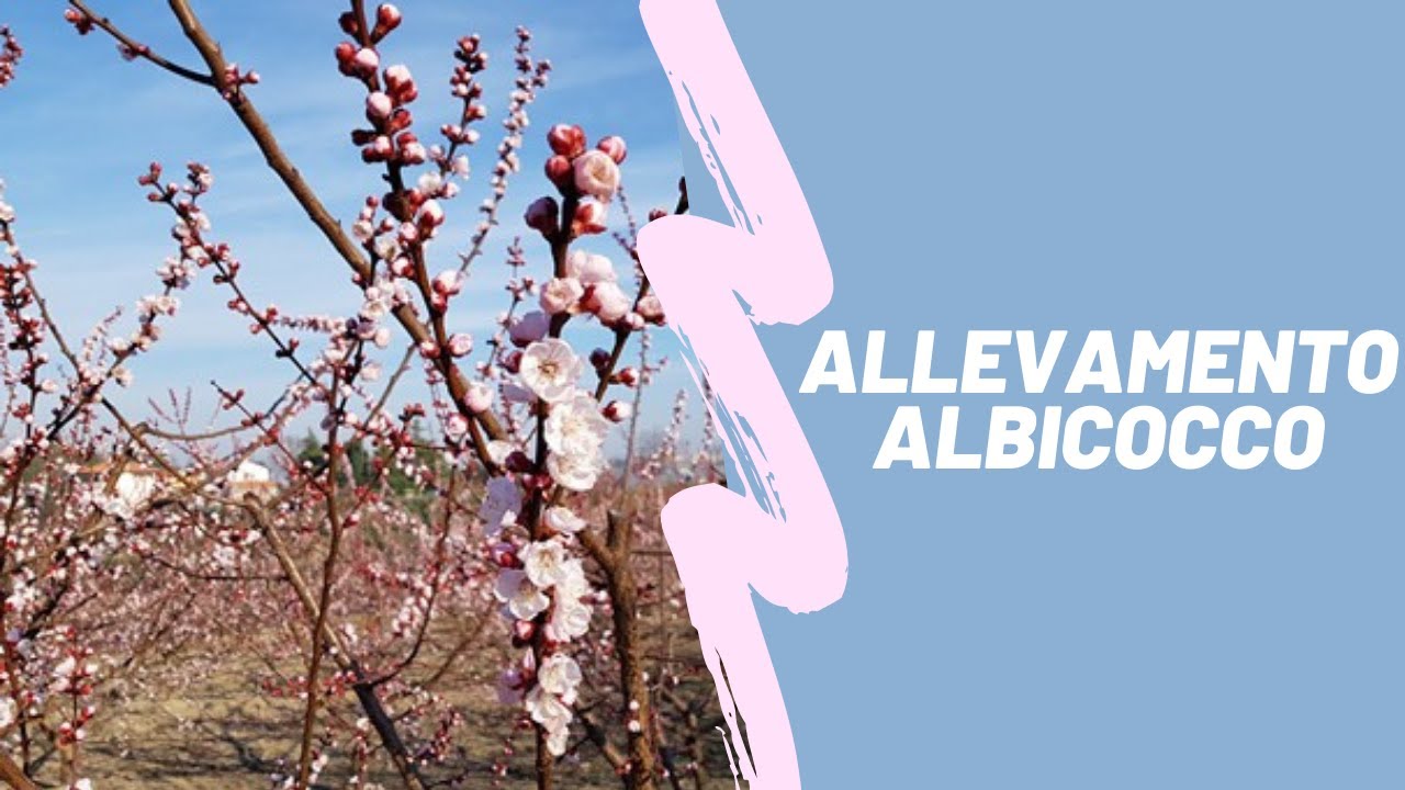POTIAMO un ALBICOCCO da giardino🍑