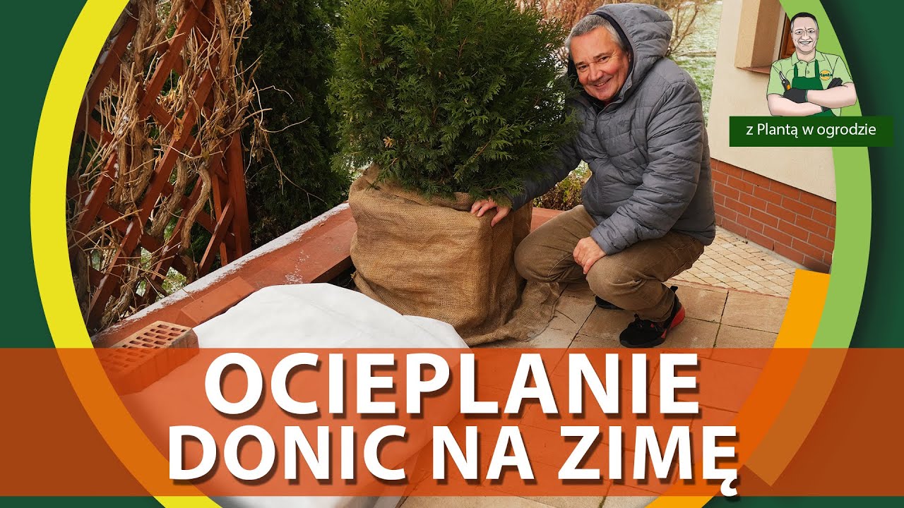 Ocieplanie donic na zimę - Z PLANTĄ W OGRODZIE