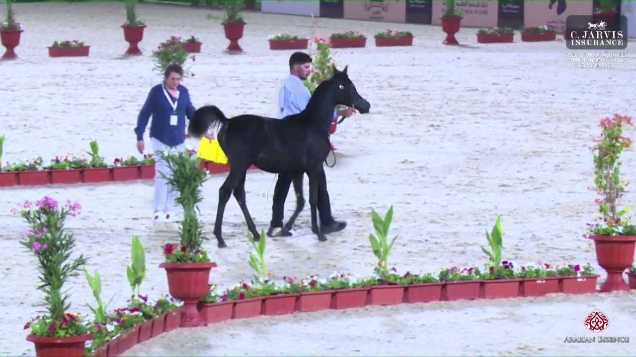 N 48 ALJAWHARA SR   The 12th Local Breed Championship for Arabian Horses 2023   Filly Foals Section