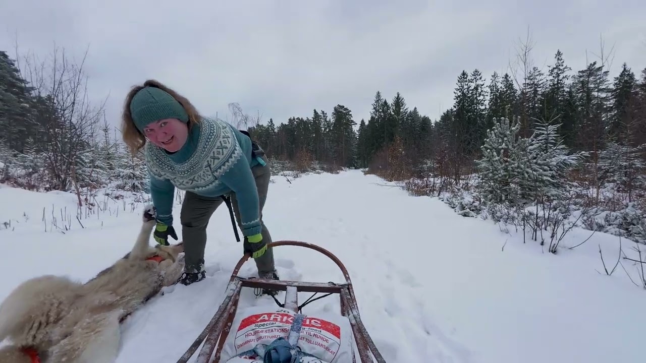 Milo med slæde 4k