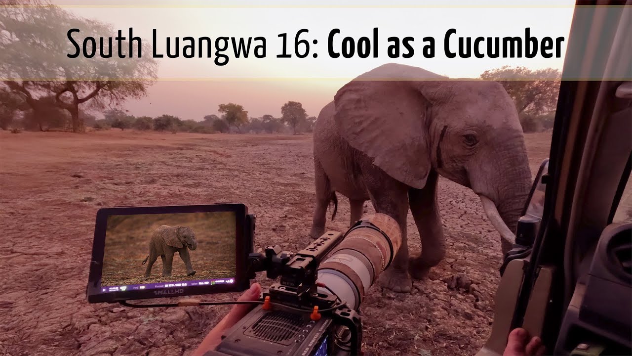 An Elephant Gets Close | South Luangwa National Park Ep16