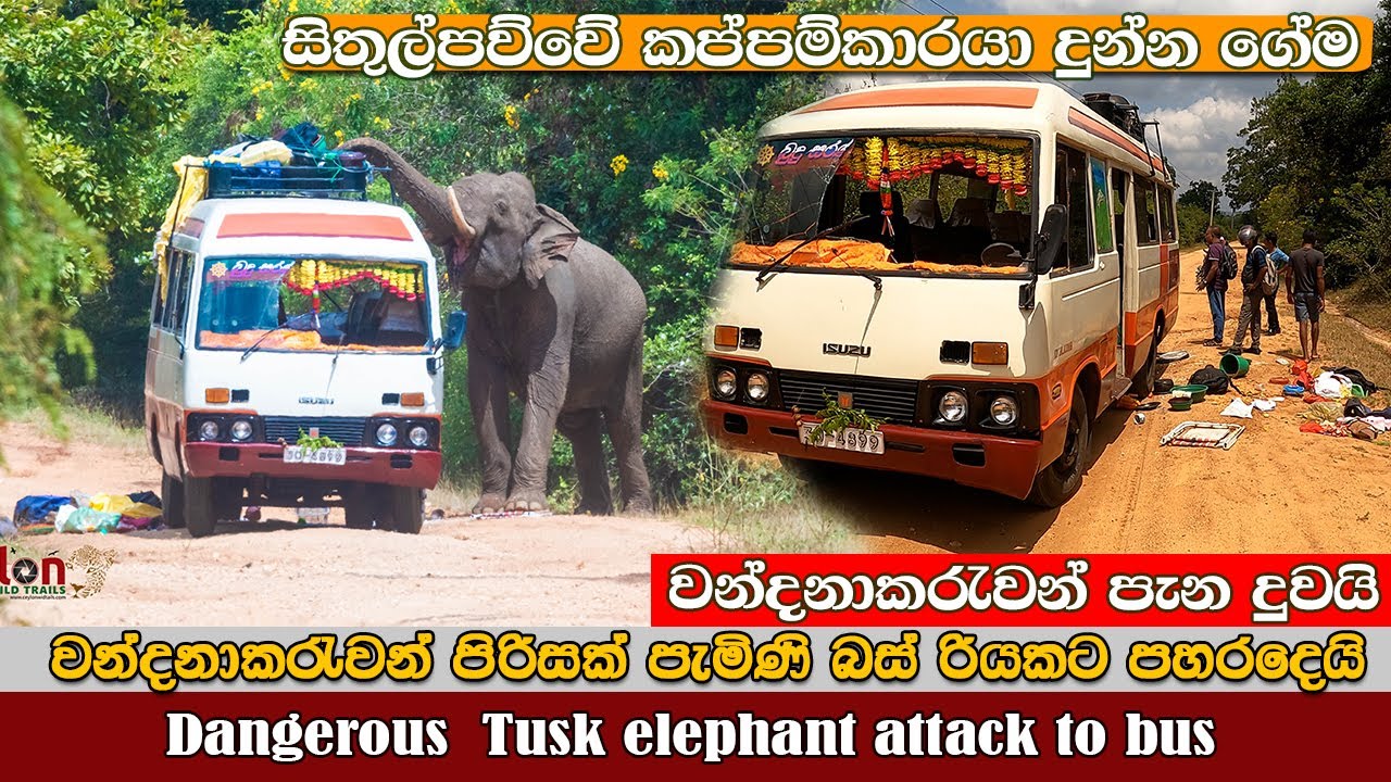 Tusker attacked to Bus ඇතා බස්එක කුඩු කරයි #savewildlife #dangerous #attack