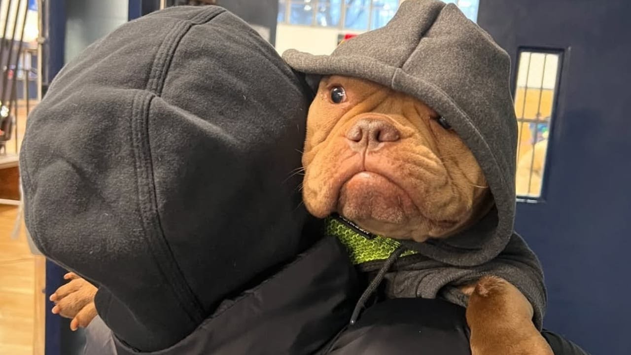 This rescued dog is extremely obsessed with his mom.