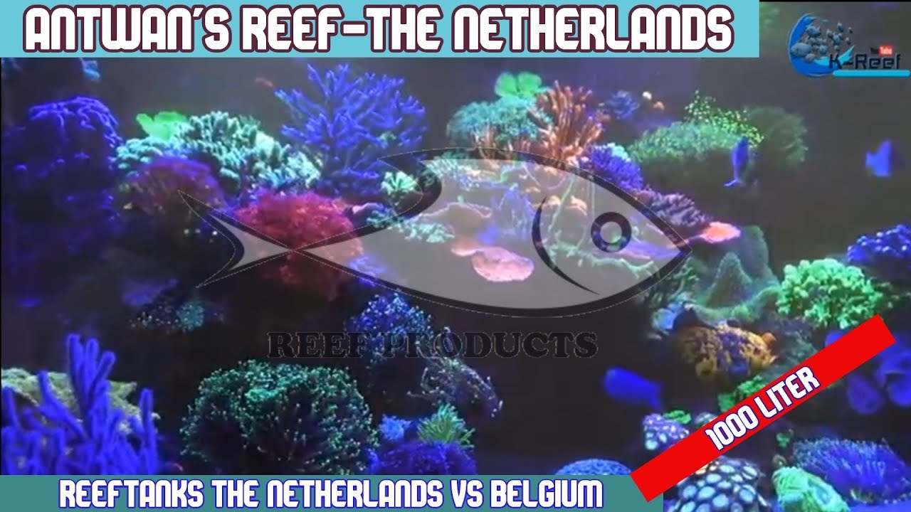 Antwan's Reef 1000LITER Reeftank / Zeewater aquarium / Zoutwater aquarium