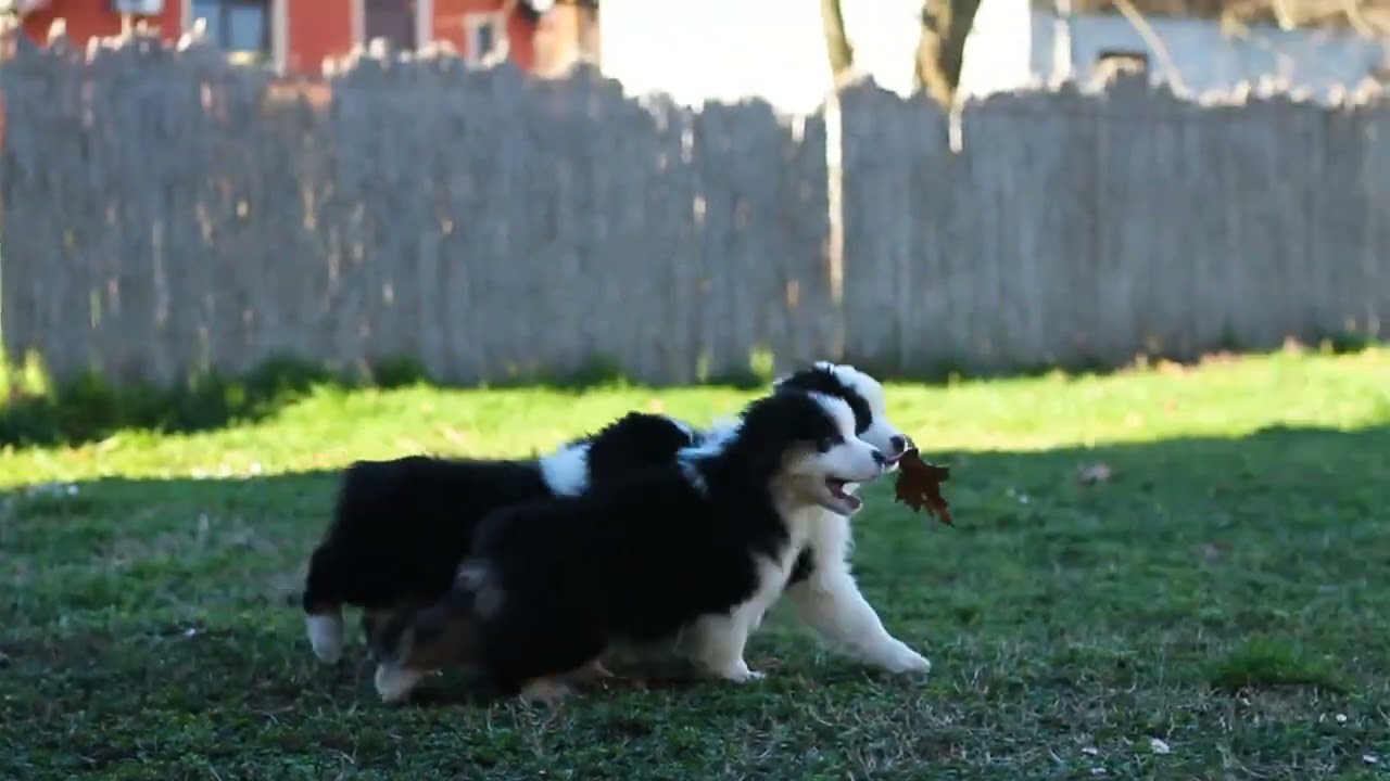 Australian Shepherd puppies from D litter / Australijski ovčar štenci D legla