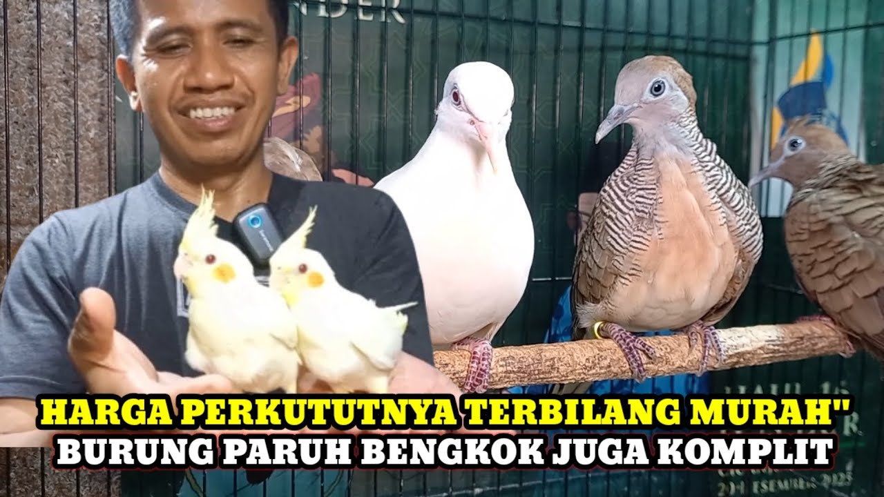 SIDAK HARGA PERKUTUT,PUTER,TEKUKUR DAN PARUH BENGKOK DIKIOS KANG ALI PASAR BURUNG PRAMUKA HARI INI