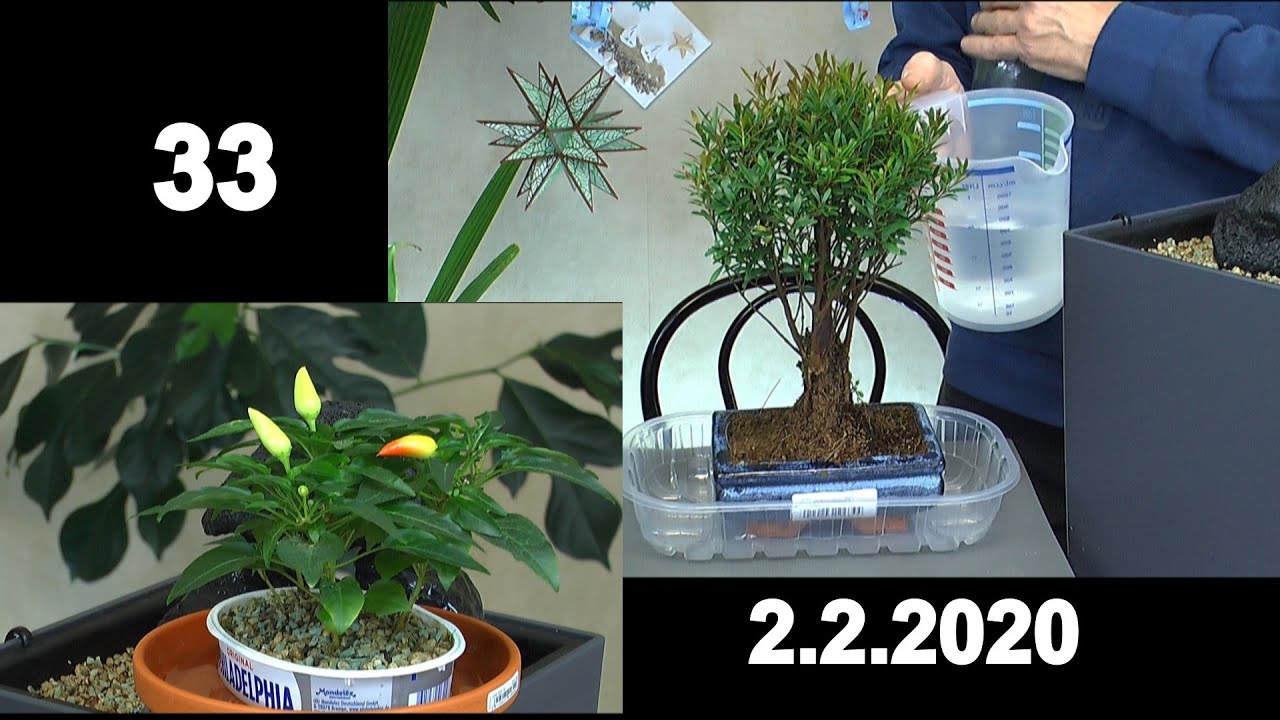Bonsai Anzucht, Bonsai Pflege,  Indoor Bonsai in der Praxis, ganz einfach wachsen lassen