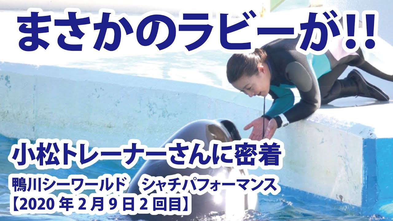 まさかのラビーが！！　小松トレーナーさんに密着！【2020年2月9日2回目　鴨川シーワールド　シャチパフォーマンス】