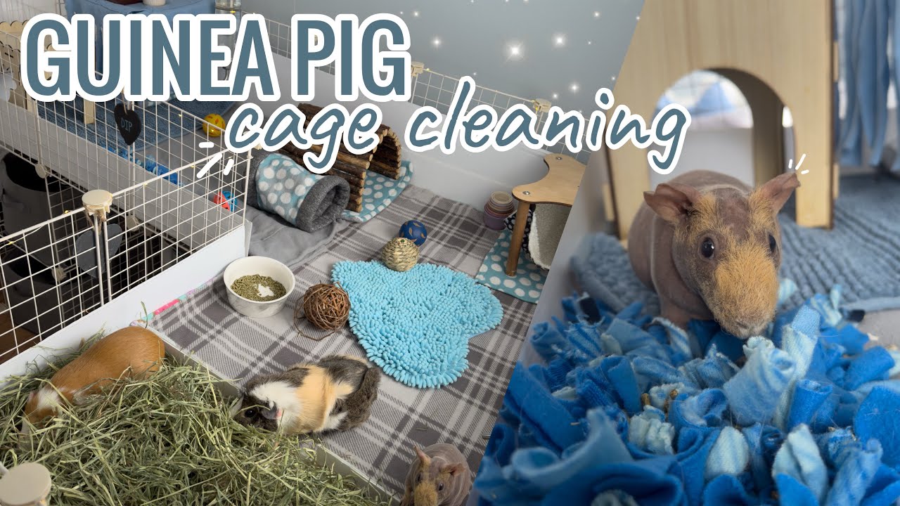 Guinea Pig Cage Cleaning Routine 2025