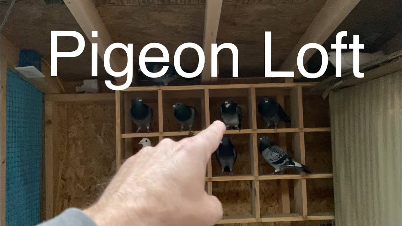 Changes to racing pigeon stock loft