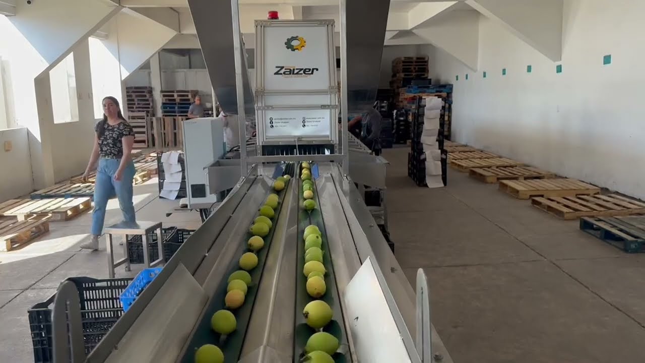 Clasificadora de Guayaba - Zaizer Guayaba - Benito Juárez Michoacán